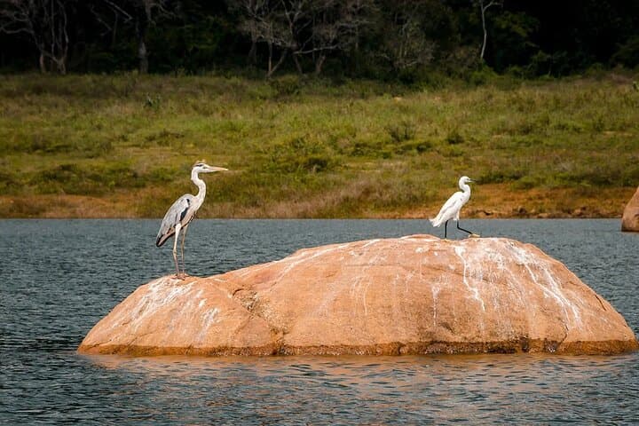 Gal Oya Boat & Jeep Safari from Arugam Bay — Elephant Boat Safaris on Senanayake Samudraya photo 3