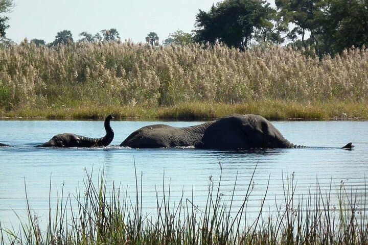 Gal Oya Boat & Jeep Safari from Arugam Bay — Elephant Boat Safaris on Senanayake Samudraya photo 4