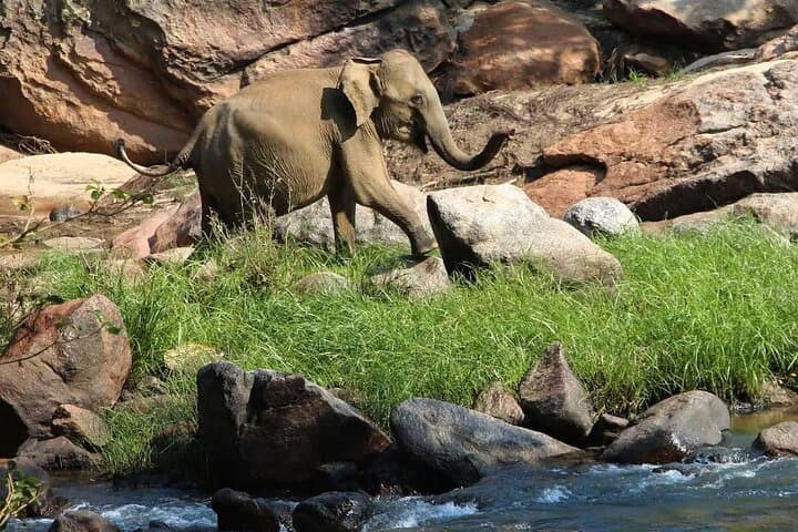 Gal Oya Boat & Jeep Safari from Arugam Bay — Elephant Boat Safaris on Senanayake Samudraya photo 5