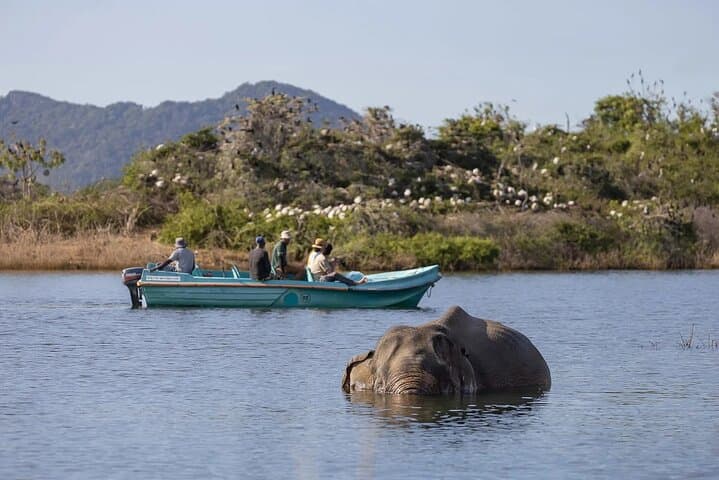 Gal Oya Boat & Jeep Safari from Arugam Bay — Elephant Boat Safaris on Senanayake Samudraya photo 6