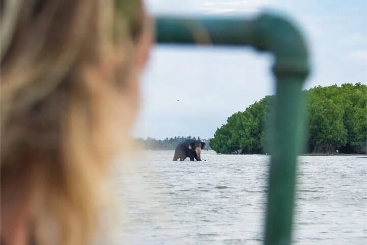 Pottuvil Lagoon Paddle Safari: Wildlife & Mangroves Near Arugam Bay photo 5
