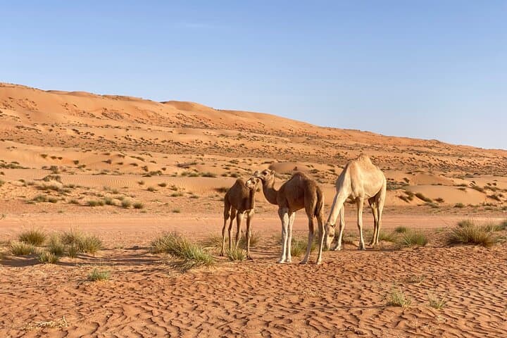 2-Day Guided Wahiba Desert Camp & Wadi Bani Khalid Oasis photo 2