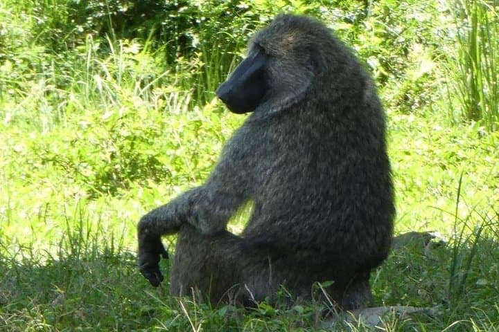 5-Day Gorilla & Chimpanzee Trekking Safari in Uganda — Bwindi, Queen Elizabeth & Bunyonyi photo 3
