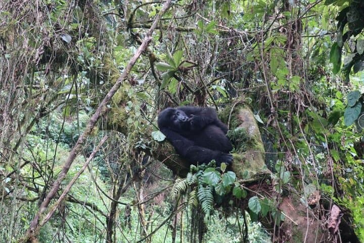 3-Day Uganda Gorilla Trekking: Bwindi Gorillas & Lake Bunyonyi Escape photo 5
