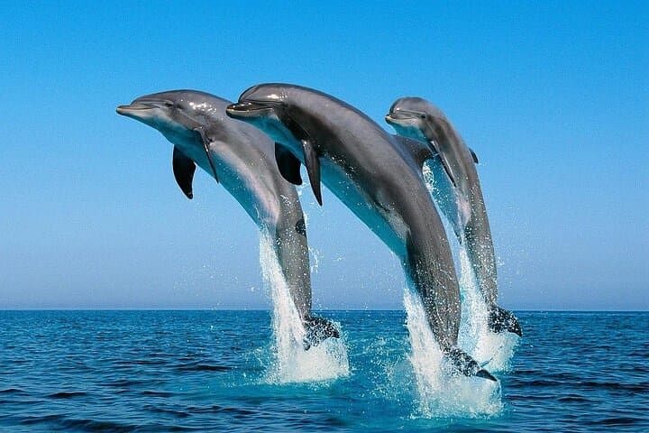 Dolphin House Discovery: Full-Day Snorkeling Cruise from Hurghada photo 6