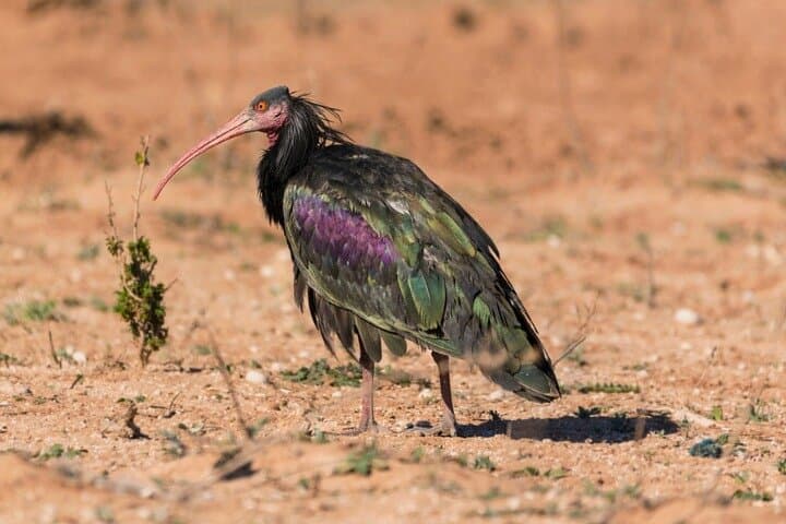 Half-Day to Souss-Massa National Park and Tifnit: Birds, Cliffs & Mini Sahara near Agadir photo 4