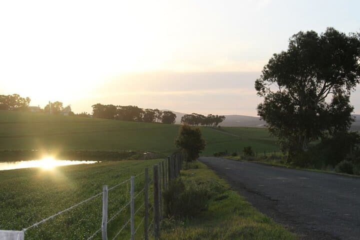 Durbanville Wine Valley Half-Day Tour: Top Estates, Tasting Routes & Practical Tips