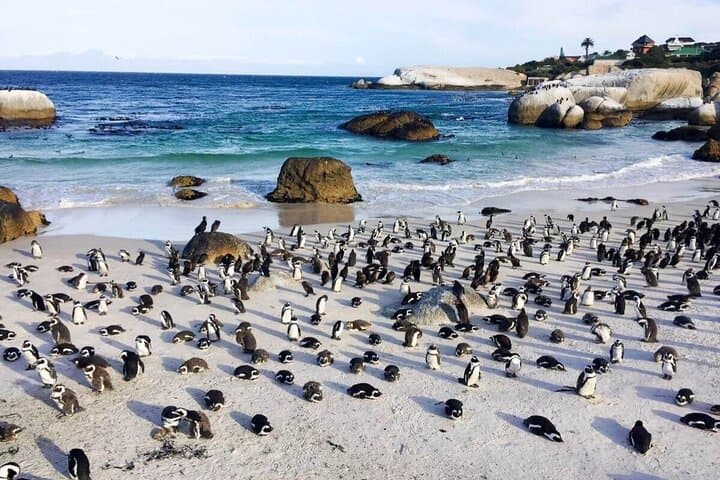 Premier Cape Town Full-Day Tour: Table Mountain, Cape Point & Boulders Beach Penguins photo 2