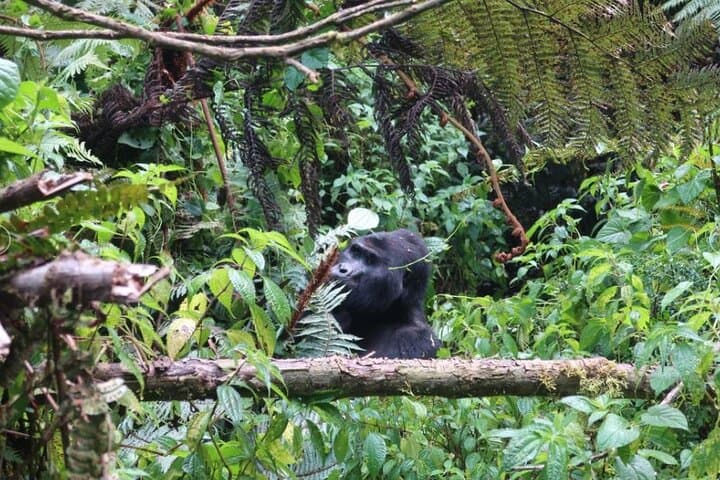 3-Day Uganda Gorilla Trekking: Bwindi Gorillas & Lake Bunyonyi Escape photo 6