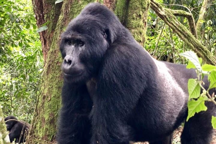 3-Day Uganda Gorilla Trekking: Bwindi Gorillas & Lake Bunyonyi Escape photo 2