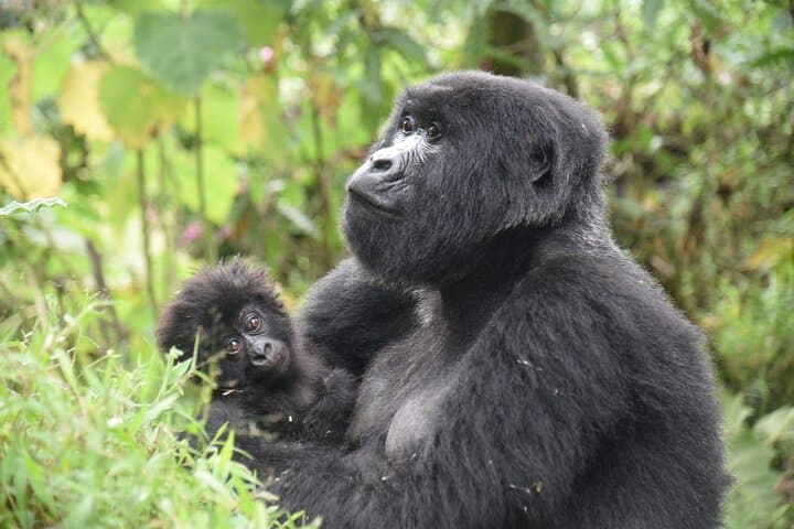 3-Day Uganda Gorilla Trekking: Bwindi Gorillas & Lake Bunyonyi Escape