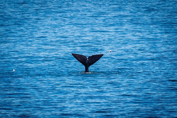Wine and Whales: Full-Day Hemel-en-Aarde and Hermanus Private Tour from Cape Town
