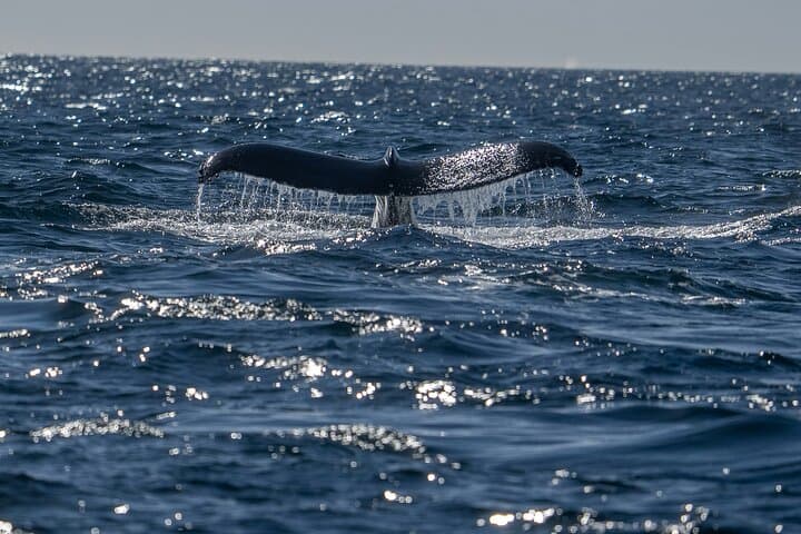 Wine and Whales: Full-Day Hemel-en-Aarde and Hermanus Private Tour from Cape Town photo 2