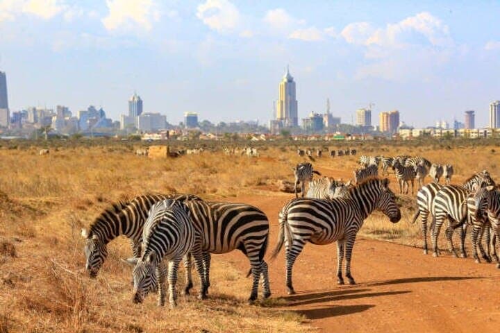 Exploring Nairobi National Park: A Half-Day Guided 4x4 Safari Near the City photo 6