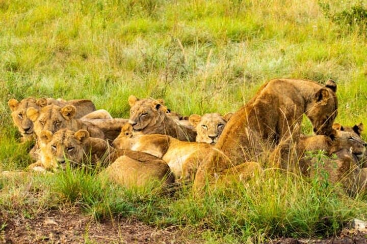 Exploring Nairobi National Park: A Half-Day Guided 4x4 Safari Near the City photo 5