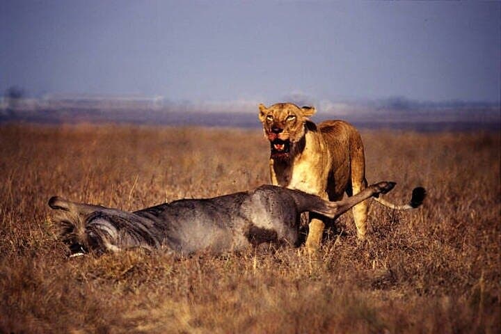 Exploring Nairobi National Park: A Half-Day Guided 4x4 Safari Near the City photo 4