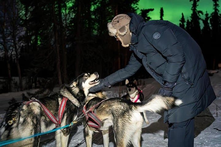 Aurora Activity at Sluice Box Sled Dogs — Homestead Lights & Sled Dog Encounters