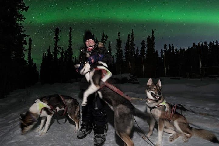 Aurora Activity at Sluice Box Sled Dogs — Homestead Lights & Sled Dog Encounters photo 2