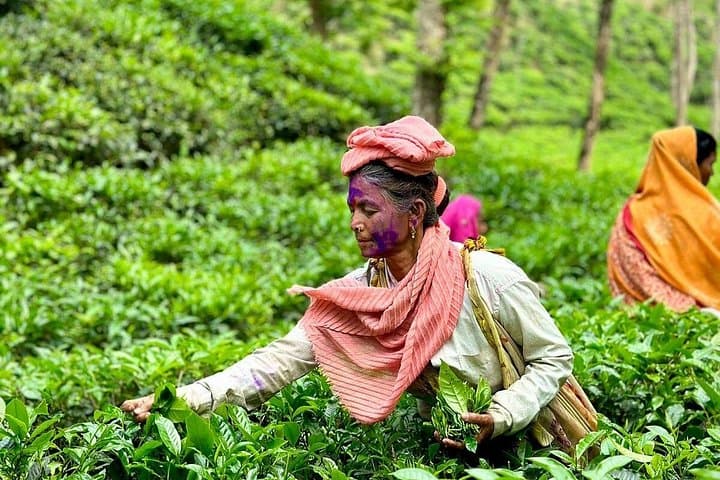 Sreemangal Tea Tour: 3-Day Train Journey, Tea Gardens & Lawachara Hike photo 3