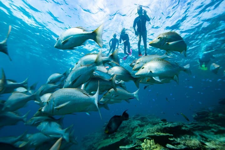 Half-Day Catamaran Snorkel Tour to Iguana Island — Providenciales photo 3