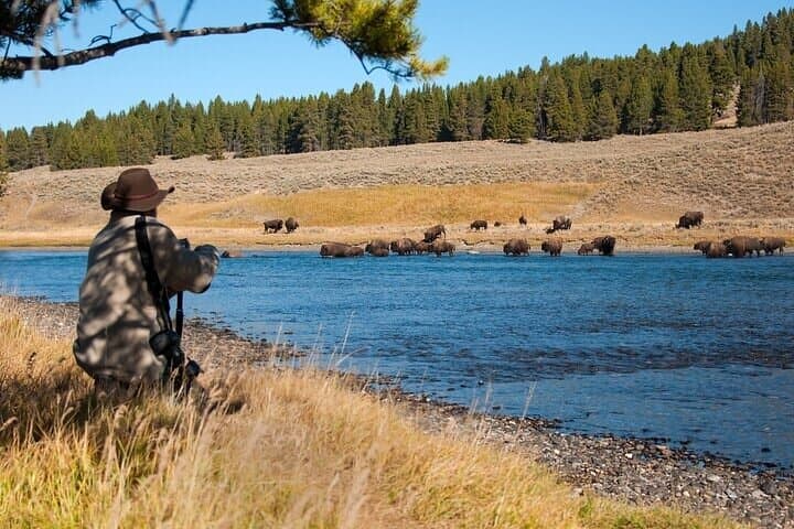 Yellowstone Through the Lens: A Full-Day Wildlife Photography Expedition
