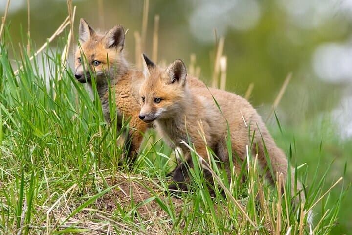Yellowstone Through the Lens: A Full-Day Wildlife Photography Expedition photo 3
