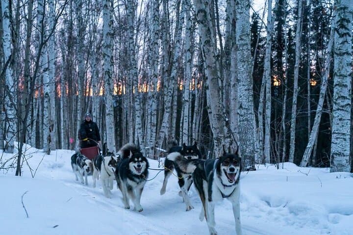 Drive a Husky Team at Sunset: Extended Ridge-Top Mush above Goldstream Valley photo 3