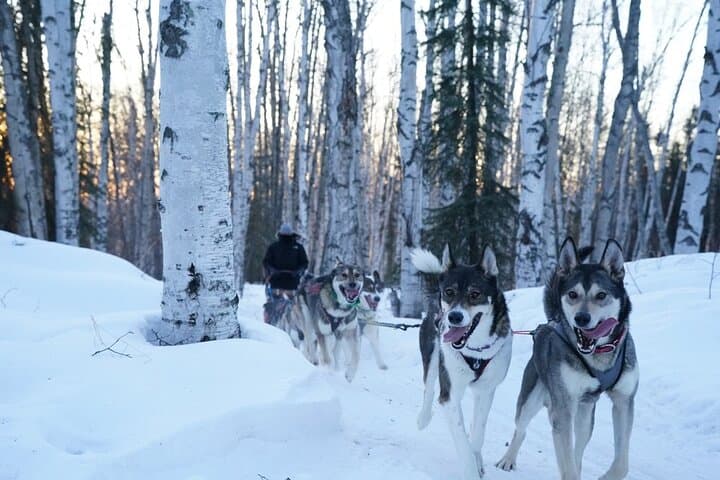 Drive a Husky Team at Sunset: Extended Ridge-Top Mush above Goldstream Valley photo 5
