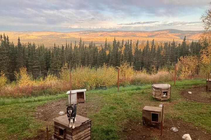 Sluice Box Kennel Experience: Meet Alaskan Huskies on a Homestead Visit