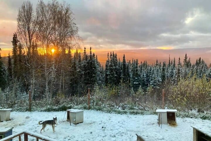 Sluice Box Kennel Experience: Meet Alaskan Huskies on a Homestead Visit photo 2