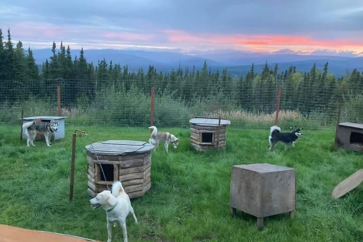 Sluice Box Kennel Experience: Meet Alaskan Huskies on a Homestead Visit photo 3
