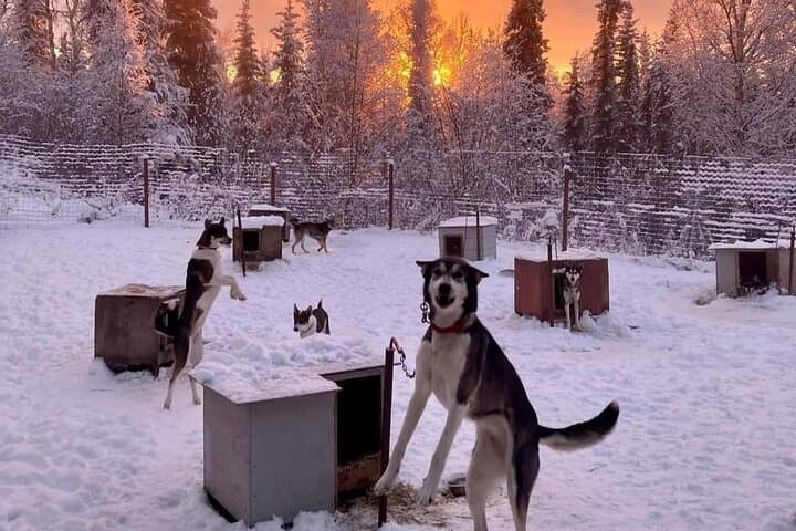 Sluice Box Kennel Experience: Meet Alaskan Huskies on a Homestead Visit photo 4