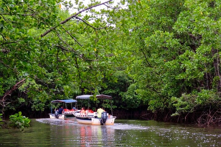 Semporna Mangrove & Firefly Cruise with Dinner and Transfers