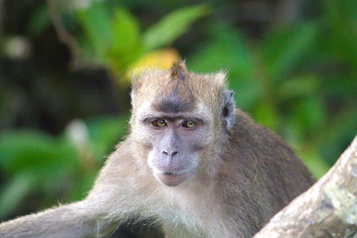 Semporna Mangrove & Firefly Cruise with Dinner and Transfers photo 4