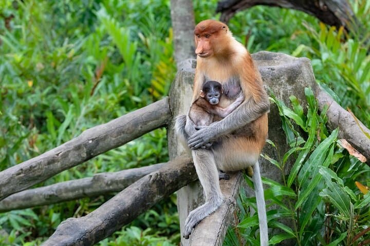 Semporna Mangrove & Firefly Cruise with Dinner and Transfers photo 6