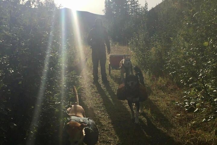Husky Hike Through Goldstream Valley: Fairbanks Forest Adventure
