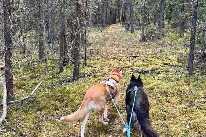 Husky Hike Through Goldstream Valley: Fairbanks Forest Adventure photo 2