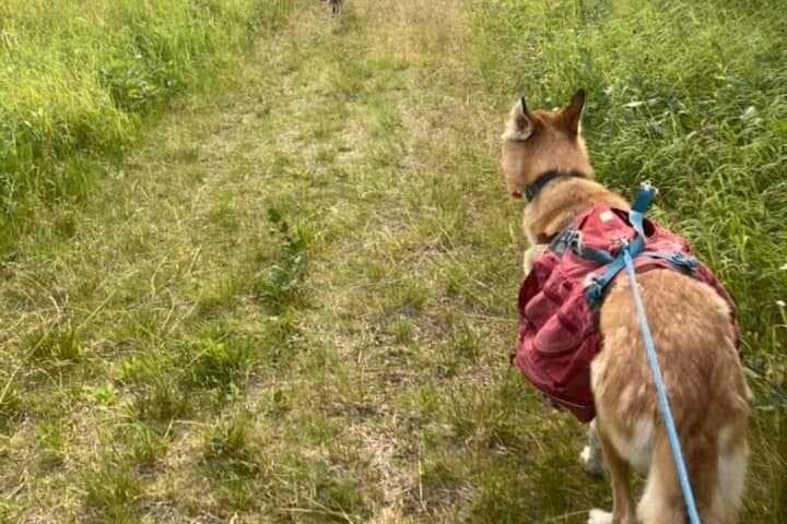 Husky Hike Through Goldstream Valley: Fairbanks Forest Adventure photo 3
