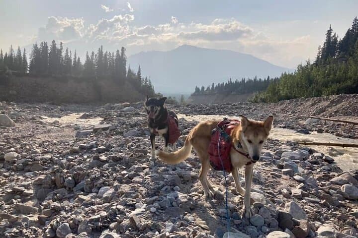 Husky Hike Through Goldstream Valley: Fairbanks Forest Adventure photo 4
