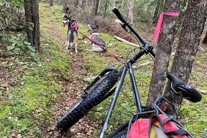Husky Hike Through Goldstream Valley: Fairbanks Forest Adventure photo 5