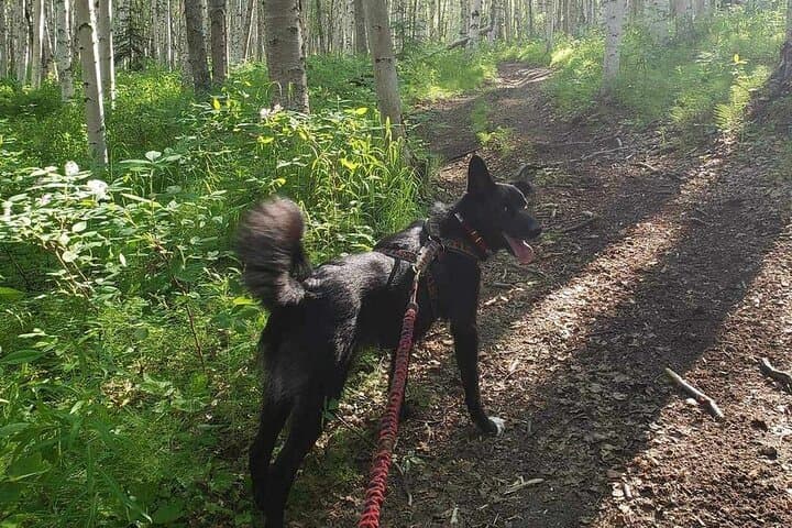 Husky Hike Through Goldstream Valley: Fairbanks Forest Adventure photo 6