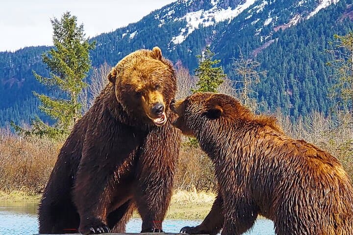 Sunset Wilderness Wildlife and Glacier Experience: Exploring Anchorage's Untamed Wilds