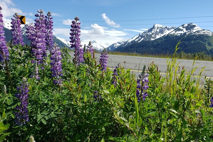 Sunset Wilderness Wildlife and Glacier Experience: Exploring Anchorage's Untamed Wilds photo 4