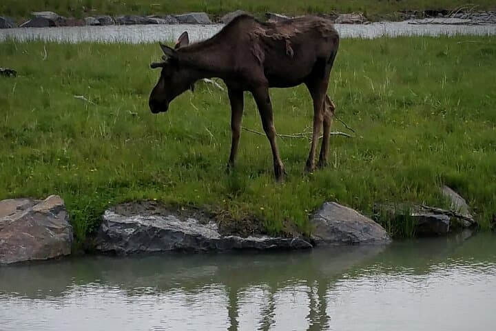 Sunset Wilderness Wildlife and Glacier Experience: Exploring Anchorage's Untamed Wilds photo 6