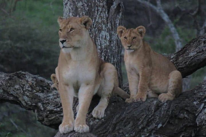 Ngorongoro Crater Day Safari from Arusha — Big Five & Wildlife in One Day photo 3