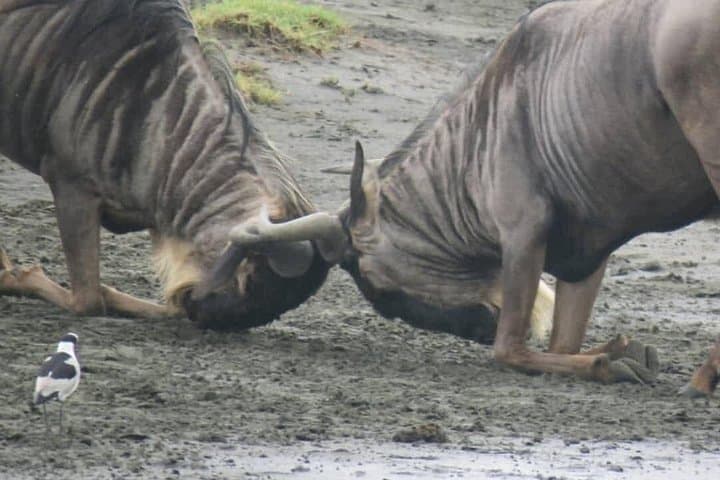 Ngorongoro Crater Day Safari from Arusha — Big Five & Wildlife in One Day photo 4