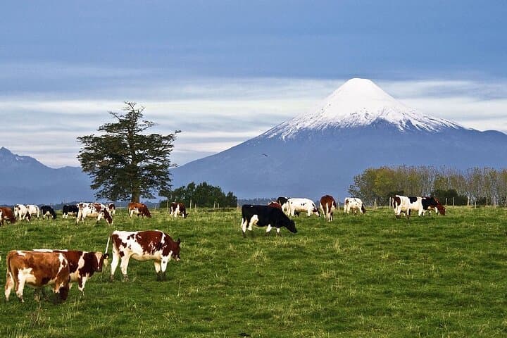 Petrohue Falls and Osorno Volcano: Private Full-Day Tour from Puerto Varas photo 2