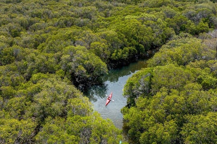 Port River Dolphin Kayak Tour: Ships Graveyard & Mangrove Creeks (Adelaide) photo 4