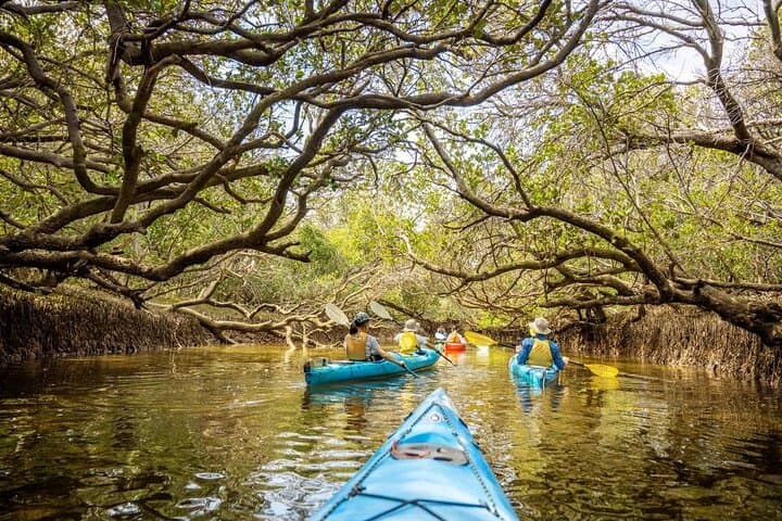 Port River Dolphin Kayak Tour: Ships Graveyard & Mangrove Creeks (Adelaide) photo 5