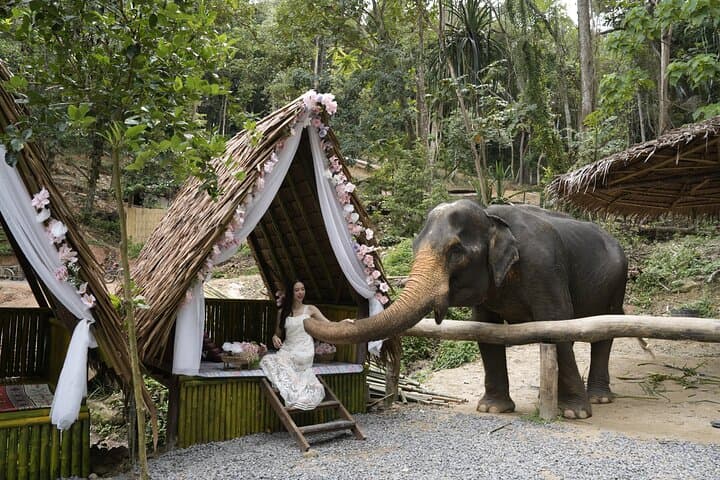 Ethical Elephant Encounters in Patong: Half-Day at Patong Elephant Hug